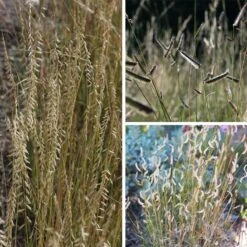 Grama Grass Collection -Plant Finder Shop grama grass collection collage