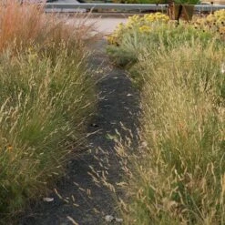 Grama Grass Collection -Plant Finder Shop grama grass collection sq