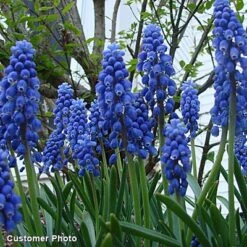 Grape Hyacinth -Plant Finder Shop grapehyacinth3 2