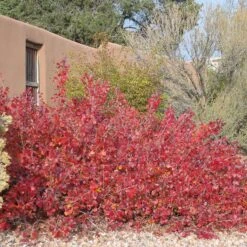 Gro-Low Sumac (Rhus) -Plant Finder Shop gro low sumac adobe