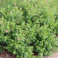 Gro-Low Sumac (Rhus) -Plant Finder Shop gro low sumac loveland co