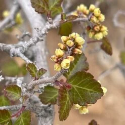 Gro-Low Sumac (Rhus) -Plant Finder Shop gro low sumac spring