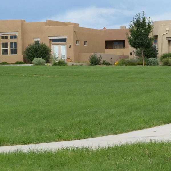 Hachita Blue Grama Grass Plugs 4 Hachita Blue Grama Grass Plugs - Image 2