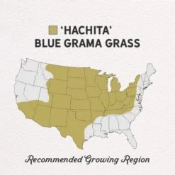 Hachita Blue Grama Grass Seed - 1 LB 7 Hachita Blue Grama Grass Seed - 1 LB -Plant Finder Shop hachita blue grama regions 1