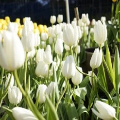 Hakuun Darwin Tulip -Plant Finder Shop hakuun darwin tulip 2 1