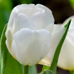 Hakuun Darwin Tulip -Plant Finder Shop hakuun darwin tulip 3