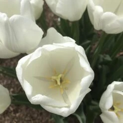 Hakuun Darwin Tulip -Plant Finder Shop hakuun darwin tulip 4