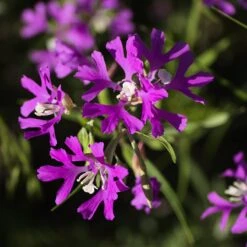 Native Dry Area Wildflower Seed Mix -Plant Finder Shop hcg dry area mix deer horn clarkia