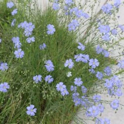 Native Dry Area Wildflower Seed Mix -Plant Finder Shop hcg dry area mix flax