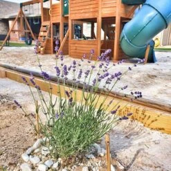 FlowerKisser® After Midnight English Lavender -Plant Finder Shop hcg flowerkisser after midnight playground pr cropped