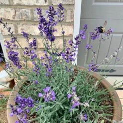FlowerKisser® After Midnight English Lavender -Plant Finder Shop hcg flowerkisser after midnight pot bee pr