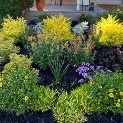 Kudos™ Gold Agastache -Plant Finder Shop hcg kudos gold agastache garden pr cropped