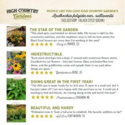 Goldsturm Black Eyed Susan -Plant Finder Shop hcg pdp testimonial goldsturm black eyed susan 01