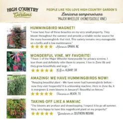 Major Wheeler Honeysuckle Vine 17 Major Wheeler Honeysuckle Vine -Plant Finder Shop hcg pdp testimonial major wheeler honeysuckle 01