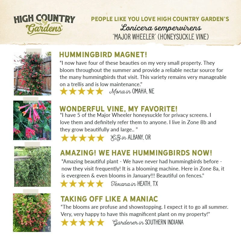 Major Wheeler Honeysuckle Vine 10 Major Wheeler Honeysuckle Vine - Image 8