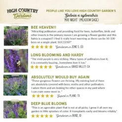 May Night Salvia 14 May Night Salvia -Plant Finder Shop hcg pdp testimonial may night salvia 01