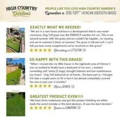 Dog Tuff™ Grass Plugs -Plant Finder Shop hcg pdp testimonials dog tuff