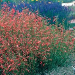 Pineleaf Penstemon -Plant Finder Shop hcg penstemon pinifolius pineleaf beardtongue 75760