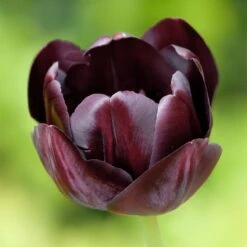 Queen Of The Night Single Late Tulip -Plant Finder Shop hcg single late tulip queen of the night