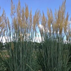 Thin Man Golden Prairie Grass 10 Thin Man Golden Prairie Grass -Plant Finder Shop hcg sorghastrum thin man 1 1