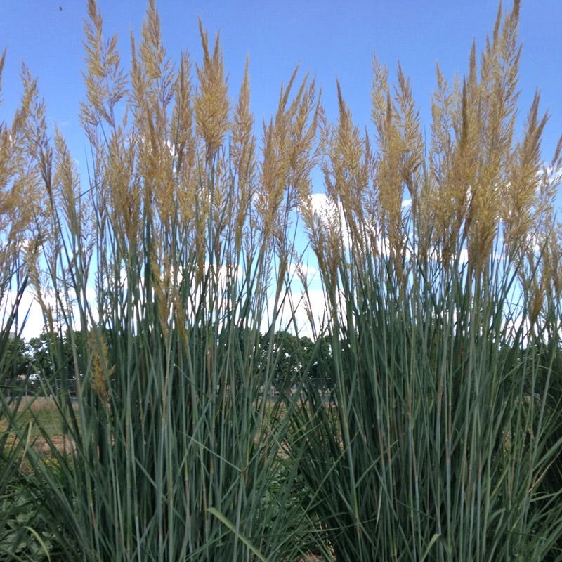 Thin Man Golden Prairie Grass 5 Thin Man Golden Prairie Grass - Image 3