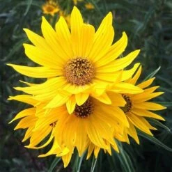 Santa Fe Maximilian's Sunflower (Helianthus) 13 Santa Fe Maximilian's Sunflower (Helianthus) -Plant Finder Shop hcgsp15jackganse 23526409 helian