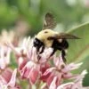 Showy Pink Milkweed -Plant Finder Shop hcgsu15jasonbidgood brown belted bumble bee milkweed specioisa co
