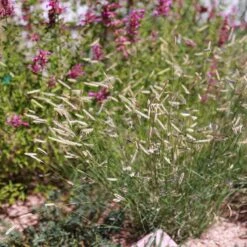 Zig Zag Blue Grama Grass -Plant Finder Shop heididenverdrygardens cropped