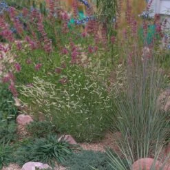 Zig Zag Blue Grama Grass -Plant Finder Shop heididenverdrygardens cropped2
