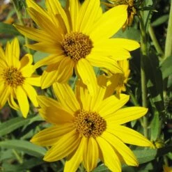 Dakota Sunshine Maximilian's Sunflower (Helianthus) -Plant Finder Shop helianthus max dakota sunshine close up