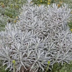 Silver Curry Bush (Helichrysum) -Plant Finder Shop helichrysum tianshanicum