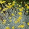 Silver Curry Bush (Helichrysum) -Plant Finder Shop helichrysum tianshanicum cold hardy 56500 2 cropped