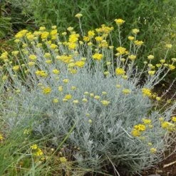 Silver Curry Bush (Helichrysum) -Plant Finder Shop helichrysum tianshanicum cold hardy strain 56500 1 cropped