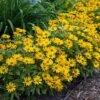 Sunstruck Heliopsis