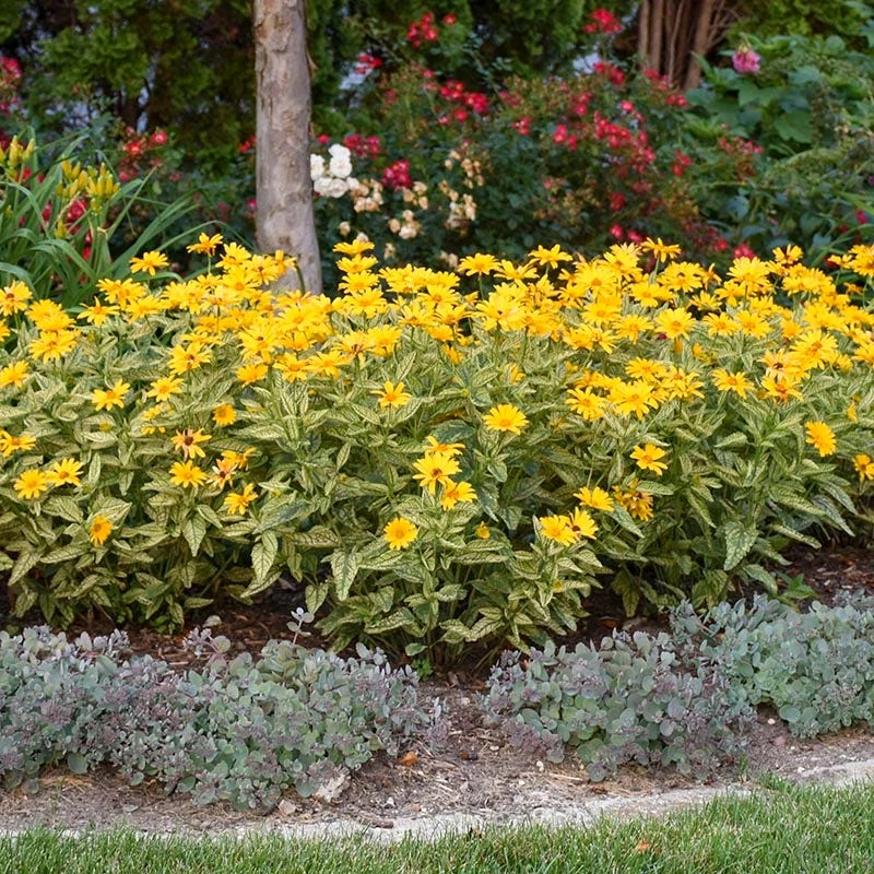 Sunstruck Heliopsis 5 Sunstruck Heliopsis - Image 3