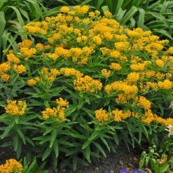 Hello Yellow Butterfly Weed -Plant Finder Shop hello yellow butterfly weed