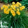 Stella D'Oro Reblooming Daylily 1 Stella D'Oro Reblooming Daylily -Plant Finder Shop hemerocallis stella d oro yellow cropped