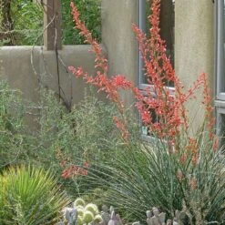 Coral Glow Texas Yucca (Hesperaloe) 8 Coral Glow Texas Yucca (Hesperaloe) -Plant Finder Shop hesperaloe coral glow yucca opuntia echinocereus cc cropped