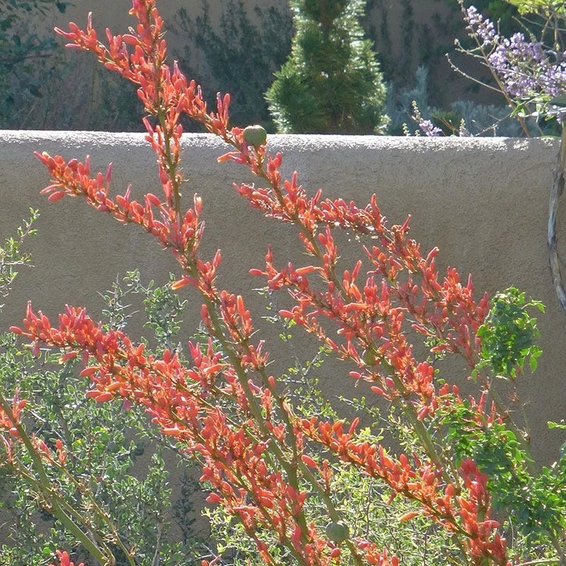 Coral Glow Texas Yucca (Hesperaloe) 6 Coral Glow Texas Yucca (Hesperaloe) - Image 4