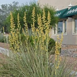 Yellow Flowering Texas Yucca (Hesperaloe) 11 Yellow Flowering Texas Yucca (Hesperaloe) -Plant Finder Shop hesperaloe parviflora yellow 1 sq