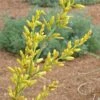 Yellow Flowering Texas Yucca (Hesperaloe) 1 Yellow Flowering Texas Yucca (Hesperaloe) -Plant Finder Shop hesperaloe parviflora yellow close up of flower