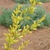 Hummingbird Paradise Hesperaloe Collection -Plant Finder Shop hesperaloe parviflora yellow close up of flower 1