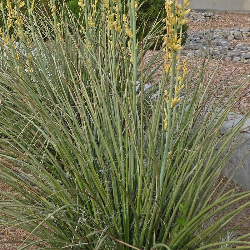 Yellow Flowering Texas Yucca (Hesperaloe) 8 Yellow Flowering Texas Yucca (Hesperaloe) - Image 6