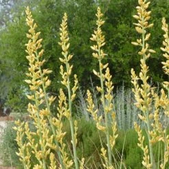 Yellow Flowering Texas Yucca (Hesperaloe) 12 Yellow Flowering Texas Yucca (Hesperaloe) -Plant Finder Shop hesperaloe parviflora yellow sq