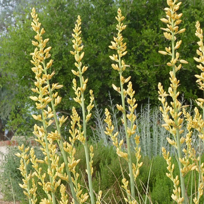 Yellow Flowering Texas Yucca (Hesperaloe) 7 Yellow Flowering Texas Yucca (Hesperaloe) - Image 5