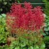 Firefly Coral Bells 1 Firefly Coral Bells -Plant Finder Shop heuchera firefly coral bells 1
