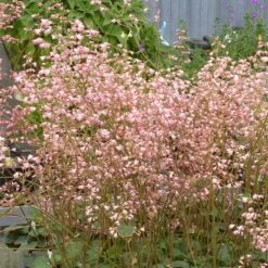 Weston Pink Coral Bells -Plant Finder Shop heuchera weston pink coral bells