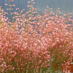 Weston Pink Coral Bells -Plant Finder Shop heuchera weston pink coral bells flowers