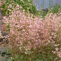 Weston Pink Coral Bells -Plant Finder Shop heuchera weston pink coral bells 2