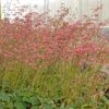 Weston Pink Coral Bells -Plant Finder Shop heuchera weston pink coral bells 3